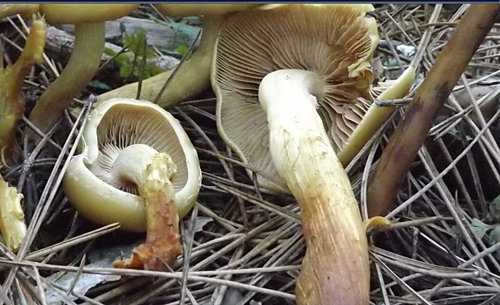 Pholiota alnicola ?